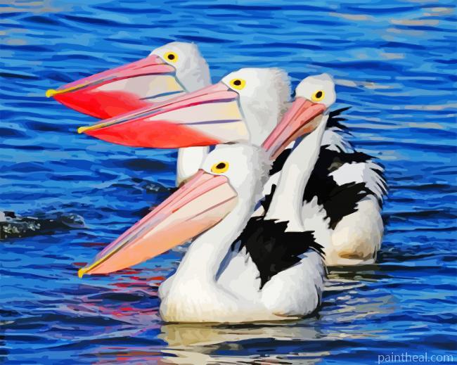Pelicans In The Water Painting By Numbers Kits
