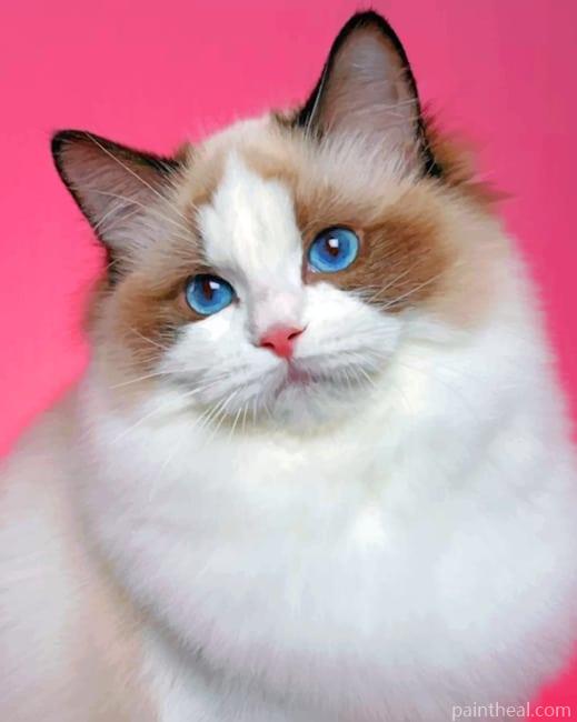White Ragdoll Painting By Numbers Kits