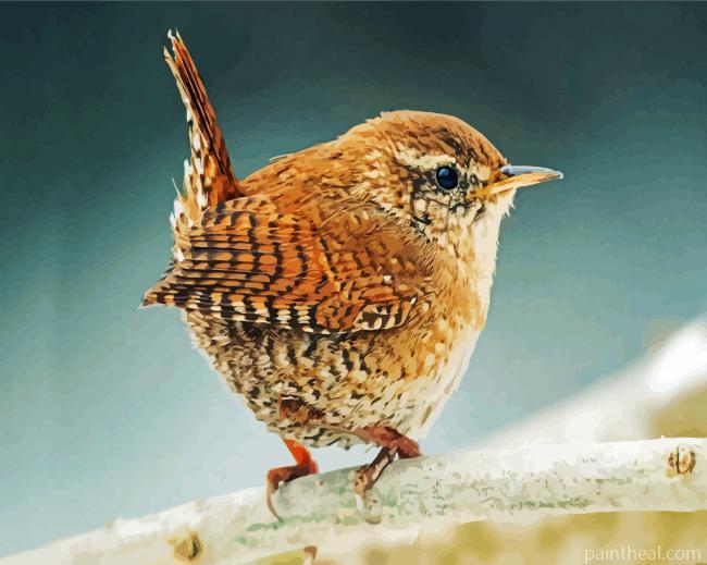 Wren Bird Painting By Numbers Kits