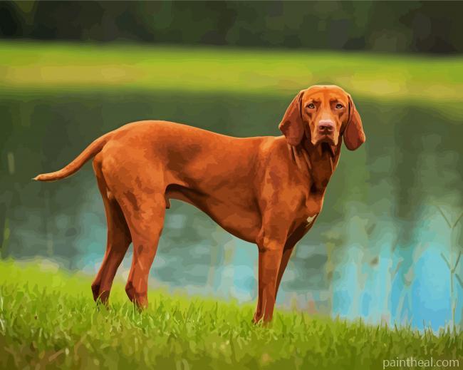 Brown Vizsla Dog Painting By Numbers Kits