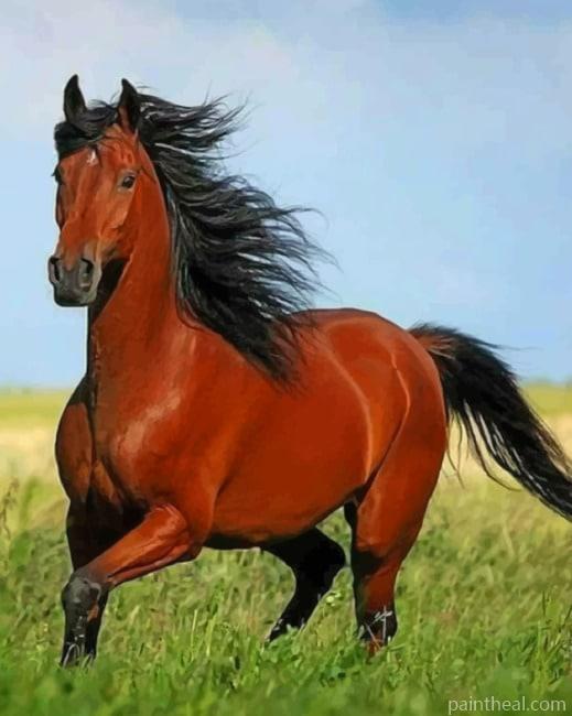 Brown Horse With Black Hair Painting By Numbers Kits