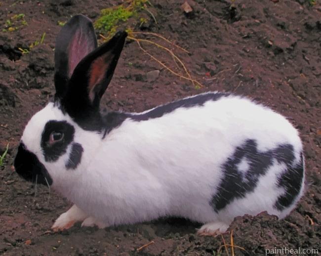 Checkered Giant Rabbit Painting By Numbers Kits