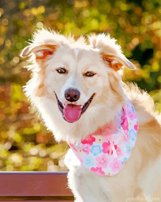 Cute Golden Border Collie Painting By Numbers Kits