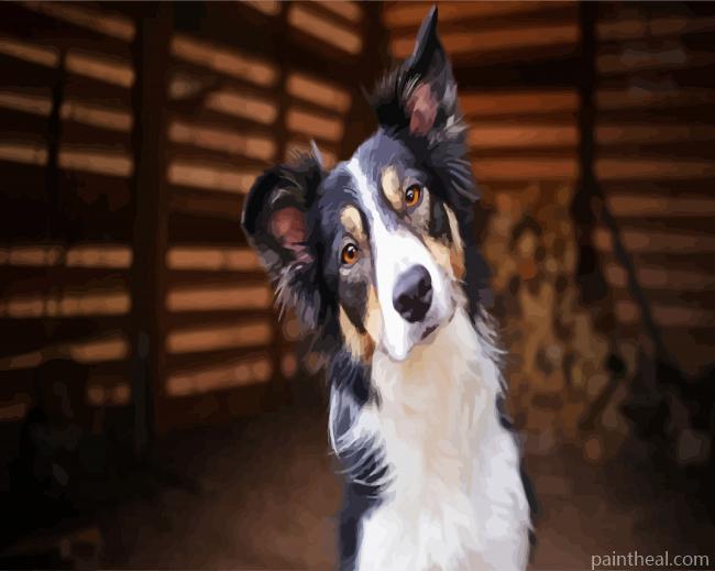 Cute Collie Puppy Painting By Numbers Kits