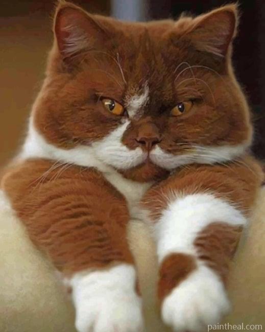 Brown And White Cat Painting By Numbers Kits