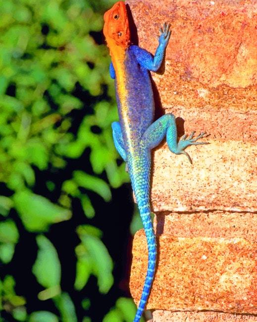Red Headed Rock Agama Painting By Numbers Kits