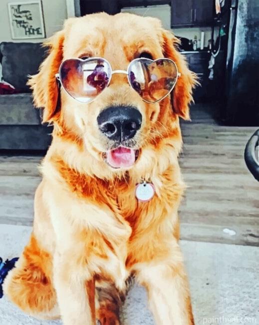 Dog With Sunglasses Painting By Numbers Kits