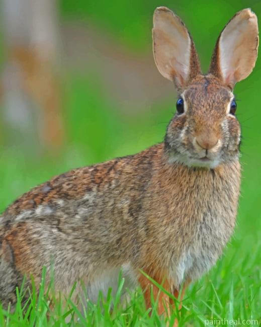 Mexican Cottontail Painting By Numbers Kits