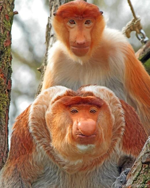 Proboscis Monkeys Painting By Numbers Kits