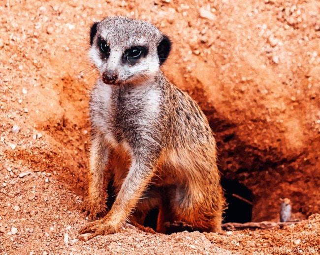 African Meerkat In Terrier Painting By Numbers Kits