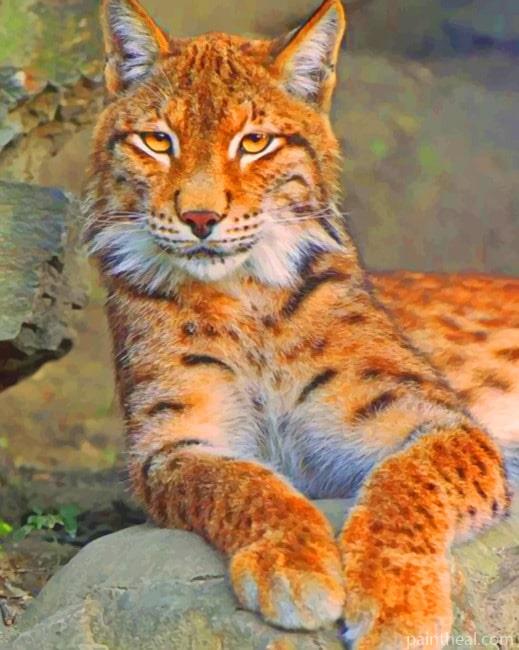 Orange Lynx Cat Painting By Numbers Kits