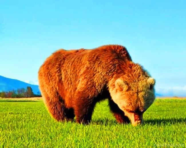 Lone Bear Painting By Numbers Kits