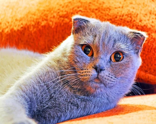 Scottish Fold Cat Painting By Numbers Kits