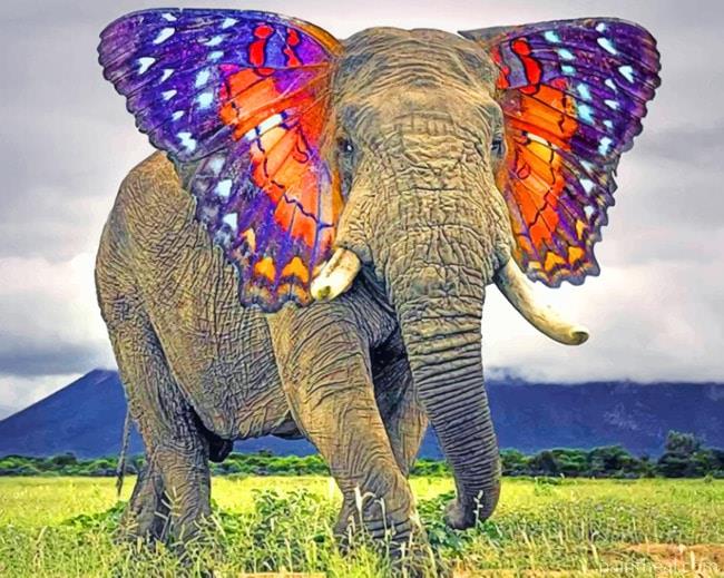 Elephant With Butterfly Wings Painting By Numbers Kits