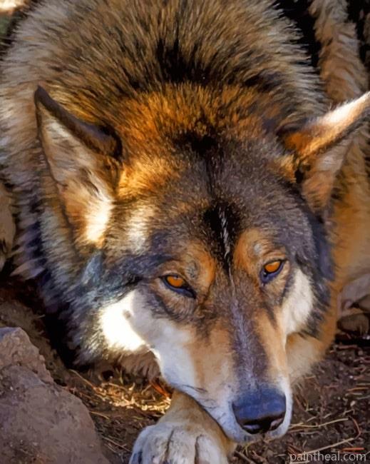 Czechoslovakian Wolfdog Painting By Numbers Kits