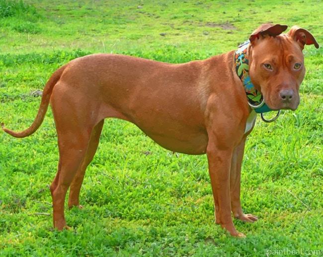American Pit Bull Terrier Painting By Numbers Kits