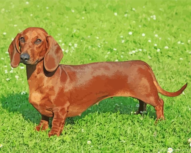 Dachshund Dog Painting By Numbers Kits