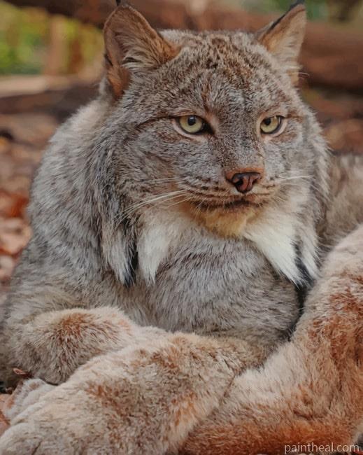 Grey Lynx Cat Painting By Numbers Kits