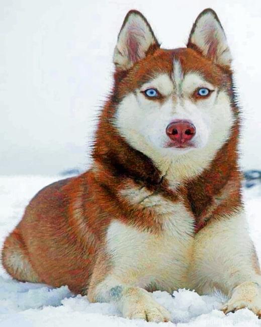 Red White Husky Painting By Numbers Kits
