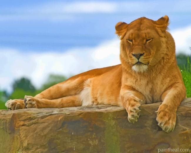 Lion Sitting On Rock Painting By Numbers Kits