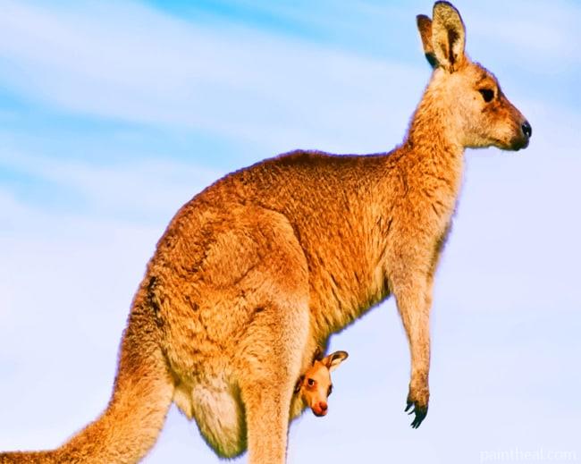 Australian Kangaroo Species Painting By Numbers Kits