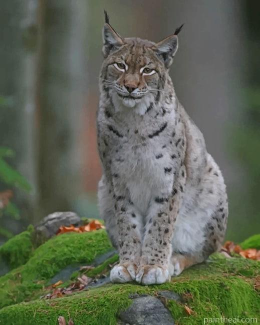 Eurasian Lynx Painting By Numbers Kits