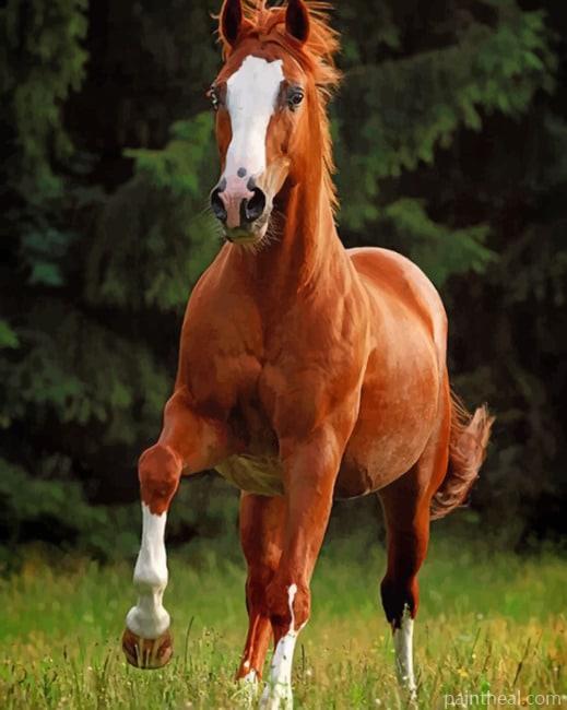 Brown Chestnut Horse Painting By Numbers Kits
