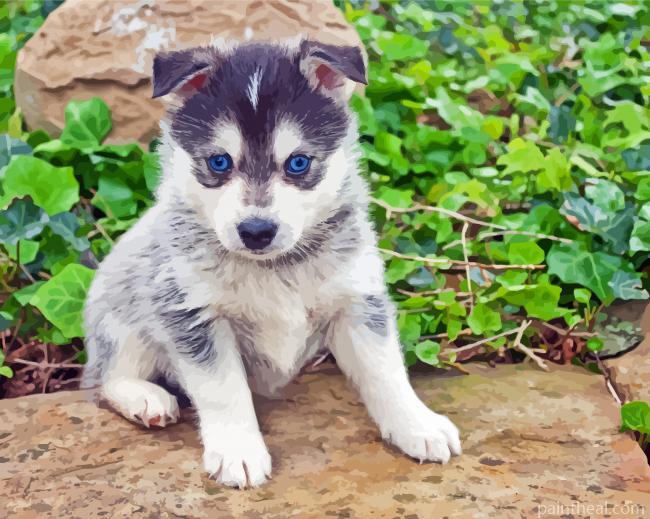 Pomsky Dog Blue Eyes Painting By Numbers Kits