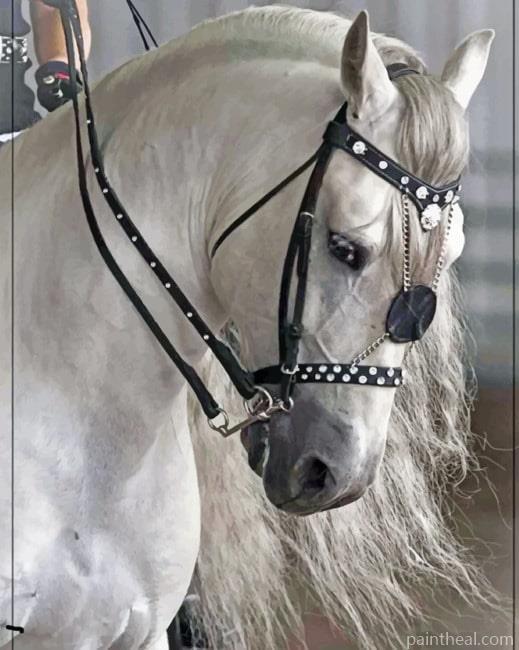 Close Up White Horse Painting By Numbers Kits