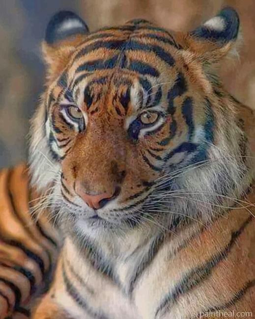 Sumatran Tiger Animal Painting By Numbers Kits