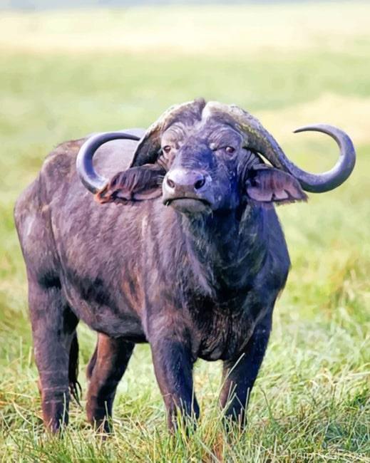 African Buffalo Animal Painting By Numbers Kits