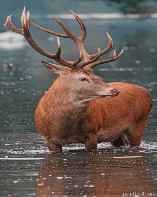 Deer In River Painting By Numbers Kits