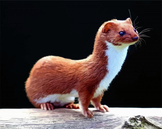 Aesthetic Weasel Painting By Numbers Kits
