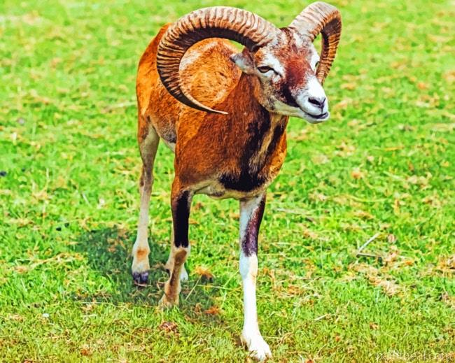 Mouflon On The Grass Painting By Numbers Kits
