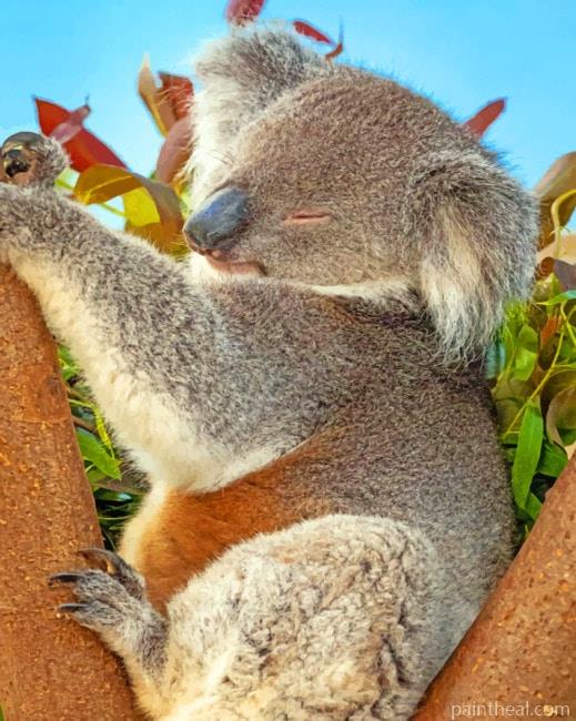 Close Up Koala Painting By Numbers Kits