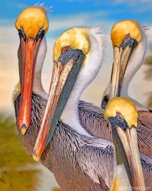 Pelicans Birds Painting By Numbers Kits