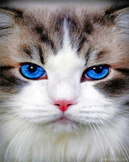 Close Up Cat Painting By Numbers Kits
