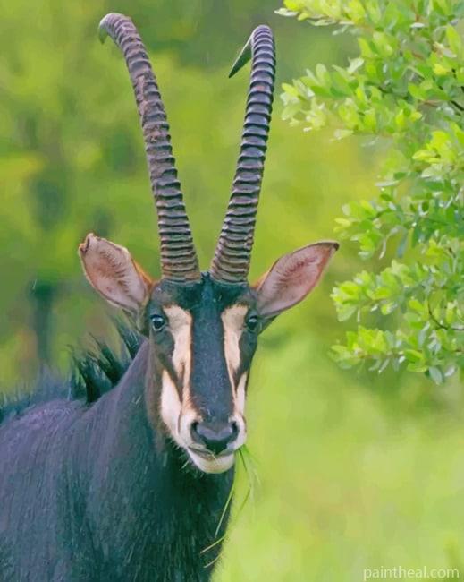 Sable Antelope Painting By Numbers Kits