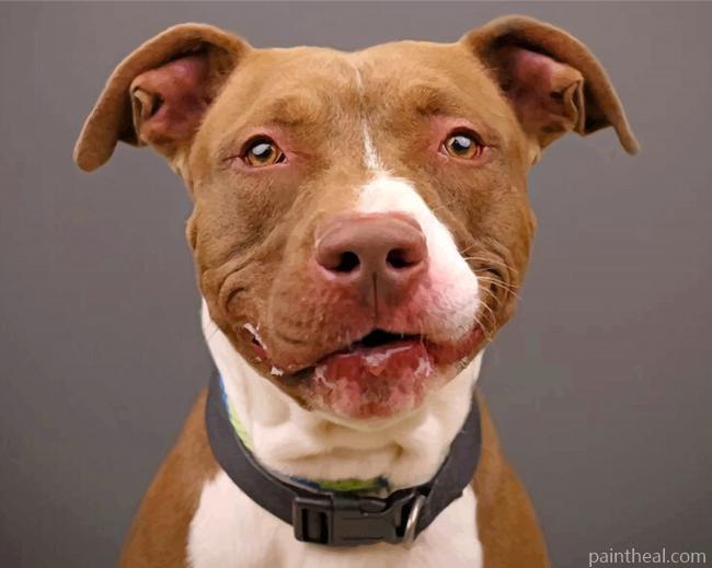 Pit Bull Dog Painting By Numbers Kits