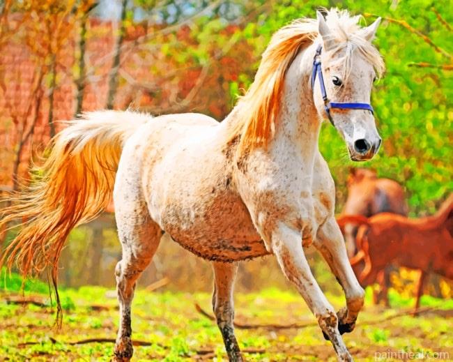 Running White Horse Painting By Numbers Kits
