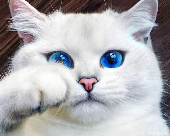 White Cat With Blue Eyes Painting By Numbers Kits