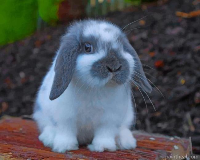 Mini Lop Painting By Numbers Kits