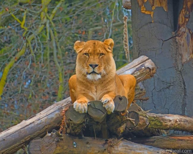 Lioness Sitting On Tree Branch Painting By Numbers Kits