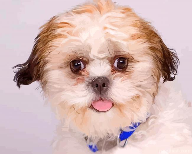 Cute Shichon Painting By Numbers Kits