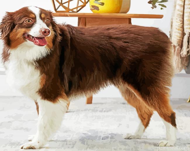 Breed Australian Shepherd Painting By Numbers Kits