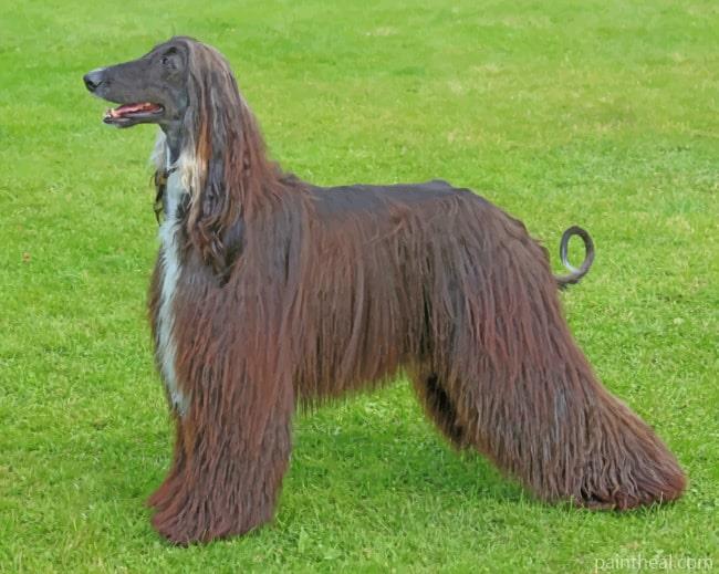 Afghan Hound Painting By Numbers Kits