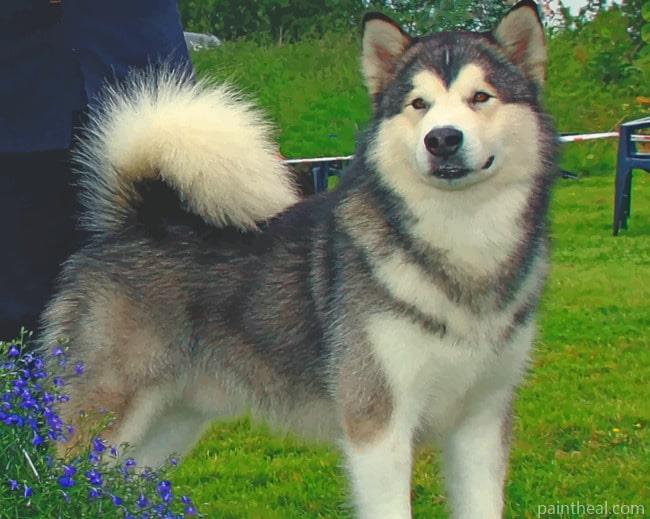 Alaskan Malamute Painting By Numbers Kits