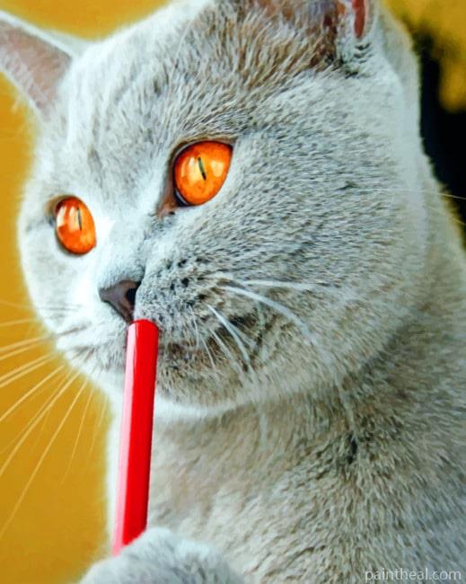 Grey Cat With Pile Painting By Numbers Kits