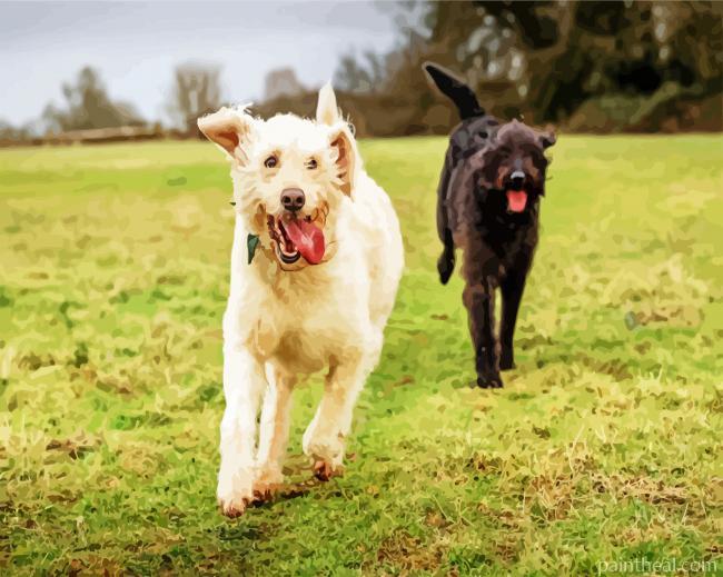White And Black Labradoodle Painting By Numbers Kits