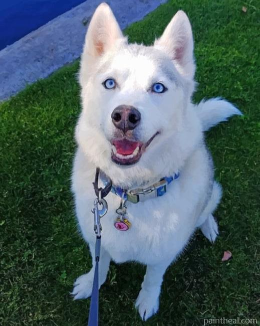 White Husky Painting By Numbers Kits